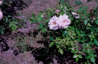 http://www.virguleflottante.com/files/gimgs/th-14_lituanie (8).jpg